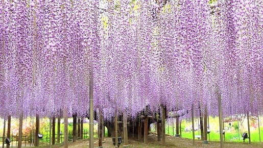 <Web割対象商品>【キングツアーバス旅】色とりどりの花名所♪あしかがフラワーパークふじのはな物語とつつじ&ネモフィラ〔明大前・新宿発〕1